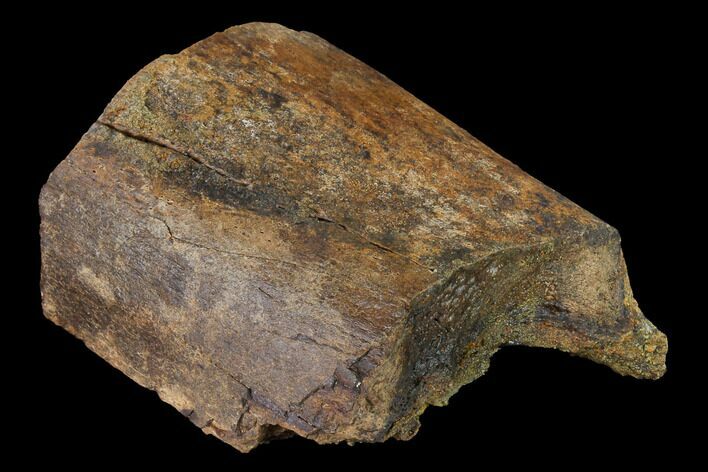 Hadrosaur (Edmontosaurus) Bone Section - South Dakota #145878